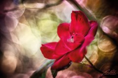 Rn101054807-Samtig rote Rosenblüte